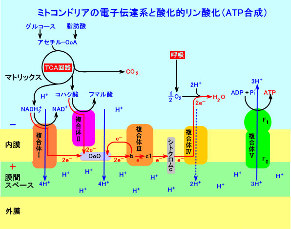 酸 回路 atp クエン クエン酸回路(ＴＣＡサイクル)